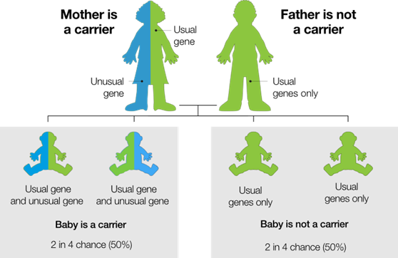 Diagram showing inheritance risk when one parent is a beta thalassaemia carrier. The top row shows two adult figures: one half blue and half green (carrier with one usual gene and one unusual gene) and one fully green (non-carrier with usual genes only). Below, two panels show possible baby outcomes. The left panel shows a baby half blue and half green labelled “Baby is a carrier – usual gene and unusual gene, 2 in 4 chance (50%).” The right panel shows a fully green baby labelled “Baby is not a carrier – usual genes only, 2 in 4 chance (50%).”
